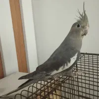 پرنده ی عروس هلندی سینامون