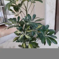 شفلرا اپارتمانی‌..