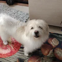 نژاد شیتزو تری|سگ|اصفهان, رهنان|دیوار