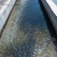 فروش بچه ماهی 20گرم