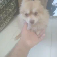 سلام سگ پامرخرسی نر  به علت جابجایی دارم میفروشم|سگ|پرند, فاز ۶|دیوار