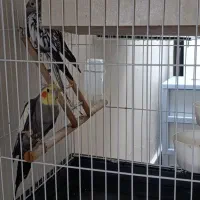 یک جفت عروس هلندی