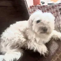 اشپیتز ماده عقیم شده