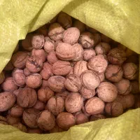 گردو