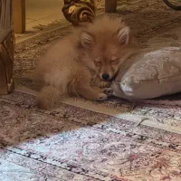 سگ پامرانین|سگ|تهران, جوادیه|دیوار