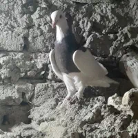 یک جفت طوقی جوانه پرشی