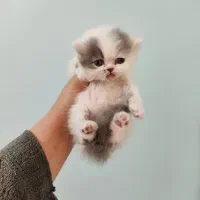 چند عدد توله گربه پرشین با اصالت بالا