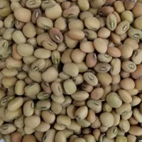 فروش لوبیا لوکس