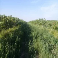 پیوند و انواع ترکه به شرط