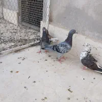 گرفتنی|پرنده|قم, شهدا|دیوار