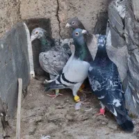 ۹ عدد پرشی دیوانه|پرنده|قزوین, |دیوار