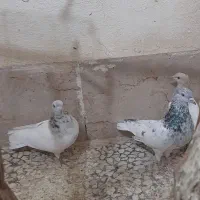 کله ابر|پرنده|بم, |دیوار