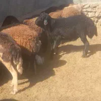بره قوچ غره غزل هترو وهمو