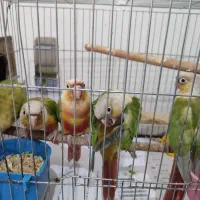 گرینچیک دونخور2ماهه4عدد فروش یامعاوضه