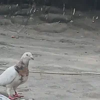 کفتر سار