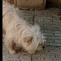 پاپی
