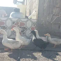 اردک تخم گذار|حیوانات مزرعه|توکهور, |دیوار