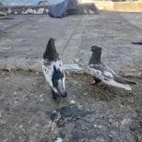 نرو ماده سینه