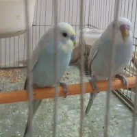 مرغ عشق نر