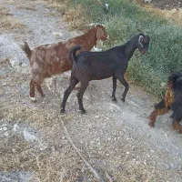 بز دورگه