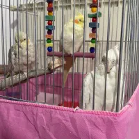 عروس هلندی سه تا عروس هلندی