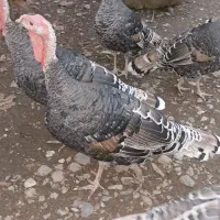 بوقلمون|حیوانات مزرعه|رشت, حافظ آباد|دیوار