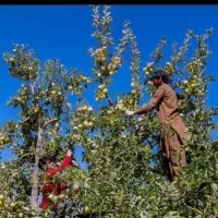 اکیب سیب چینی هستم،جعبه زنی پذیرفته میشه