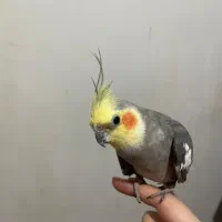 فروش جفت عروس هلندی سالم، با قفس|پرنده|رشت, معلولین|دیوار