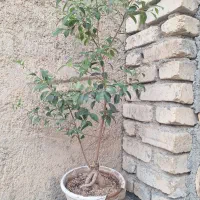 گل بنسا