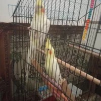 عروس هلندی لوتینو بالغ