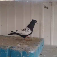 کبوتر|پرنده|شیراز, کوشک میدان|دیوار