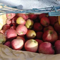 فروش سیب درجه 2|خوردنی و آشامیدنی|هشترود, |دیوار