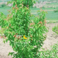 بذزشبدر یک چین