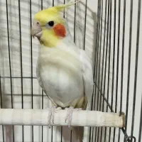 عروس هلندی نر|پرنده|ابهر, |دیوار