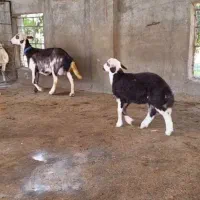 بره دار بروجردی عروسک|حیوانات مزرعه|آق قلا, |دیوار