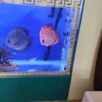 ماهی دیسکس|ماهی|پاکدشت, پاکدشت (مامازند)|دیوار