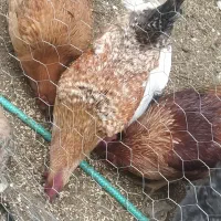 خروس تزیینی خیلی زیبا|پرنده|چادگان, |دیوار