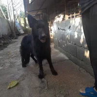 ماده ژرمن بلک مو بلند