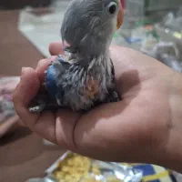 چوچه کوتوله پاربلو