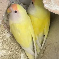 جفت کتوله مولد