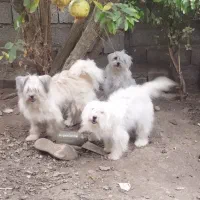 سگ واگذاری
