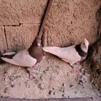 طوقی سینه ای|پرنده|مبارکه, |دیوار