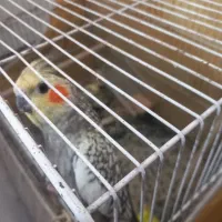 عروس هلندی|پرنده|مشهد, گلبرگ شمالی|دیوار