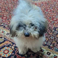 واگذاری رایگان سگ تربیت شده