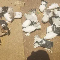 کبوتر دم چتری