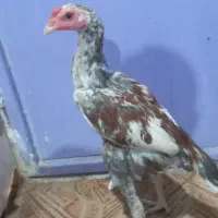 جفت مرغ و  خروس|حیوانات مزرعه|سراوان, |دیوار