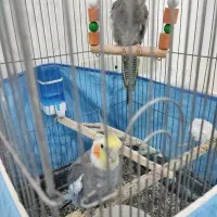 یه جفت عروس هلندی