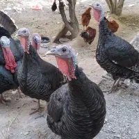 بوقلمون نر و ماده درحال تخمگذاری