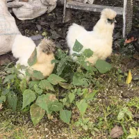 ابریشمی - برهما فروش فوری|حیوانات مزرعه|سیاهکل, |دیوار