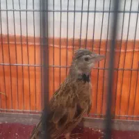 س ه ر ه خ ا ک ی|پرنده|تهران, تهرانسر شمالی|دیوار